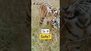 Can a Tiger Attack on Safari?