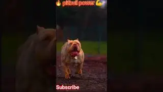 #pitbullking #xlbullylife #bullypower #musclebully #doginfluencer #petvideo #youtubecreator ⚡🐶🔥
