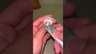 Tiny Mouse Enjoying Snacks! 🐭🍓 | Cutest Eating Moment Ever Fluffy Joy 🐾 | Cute Animal Videos #shorts