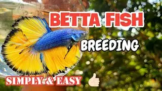 Betta Fish Breeding | Tamil | Simply & Easy | Aadhi Aqua Vlog