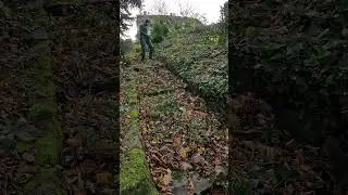 Beautiful Forest Path Clean Up