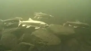 Lake Trout PIT Tagging Study on Sebec Lake - October 2023