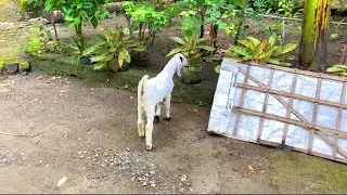 Sweet Baby Goat Lamb with Long Ears Walking Around the Farm
