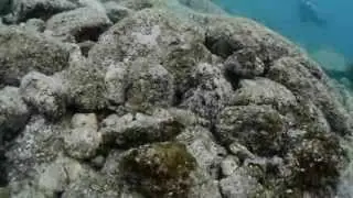 Hunting Octopus shows amazing color + texture changes.