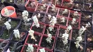 Round Leaf Buffalo Berry