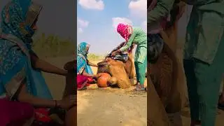 Camel And Girls Lighthearted Moments 😉😜 #shorts
