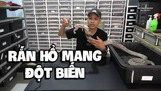 Rắn Hổ Mang Đột Biến Khủng Ăn Mồi Trên Tay - Calico Naja Kaouthia Eating