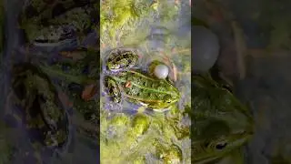 Frog Sounds 🐸 | Pool frog