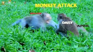 MONKEY ATTACKING....MONKEY BUN ATTACK BETWEEN QUEEN DAISY &APRIL SO HARD |