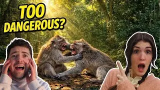 The TRUTH About Ubud Monkey Forest: Are They Aggressive? 🐒