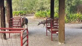 Went to a deer farm