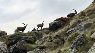 Ibex walking in the Swiss Apls