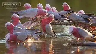 Galah sounds & calls recorded in the Australian outback