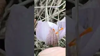 Двуцветен минзухар,Crocus biflorus,сем.Пвруникови,див,пролетен,Стара Загора
