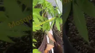MOSQUITO PROBLEM in My Grow Tent?! 🦟🌱