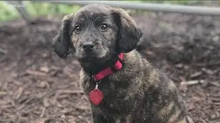 Governor's mansion filled dogs, cats for Pet Adoption Day