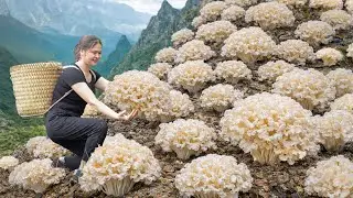 Harvesting Wild Seafood Mushrooms | Ancient Method for Ultra Crispy Cooking