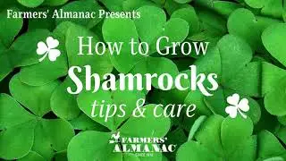 How To Grow Shamrocks: Tips and Care
