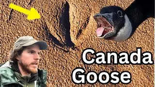Learn the Tracks of the Canada Goose