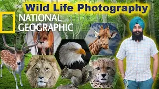 Wild Life Photography 📷 Deer Park Patiala Zoo 🦌 chhatbir zoo patiala | Being Singh