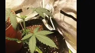 Lemon kush photo topped, orange cookies and great poison autos. Fast bionic girl just sprouted