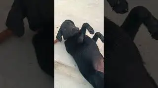 Kalu... Jangal me rehta tha 🤣🤣 || Jinn tapak dam dam #funny #shorts