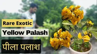 Rare Yellow Palash ( पीला पलाश ) Air layering Butea monosperma var. lutea | This is an Endangered.