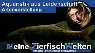 Meine ZierfischWelten Nilhecht - Brienomyrus brachyistius