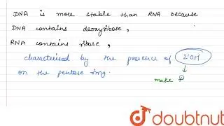 Why is DNA molecule considered as a better hereditary material than RNA molecule ?