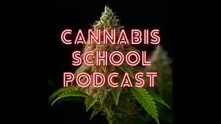 Marijuana - The Gateway Drug