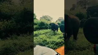 Udawalawe Travel Vlog 🇱🇰 | Elephants, Nature & Hidden Beauty #wildlife #travelvlog #nature