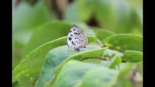 Small Caffe / Leon Ware