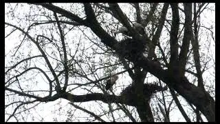 Saarland und die St&ouml;rche in Ein&ouml;d