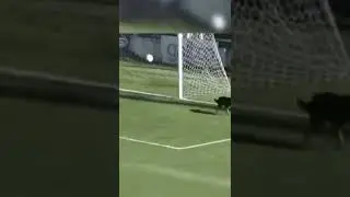 el retorno del mejor perrito portero
