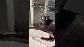Kiara the cat&rsquo;s sun worship! #shorts #cat #pets #animals #funny