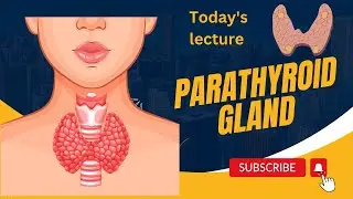 Parathyroid Gland in detail | Parathormone| 10th Class Biology | In Udru ,Hindi