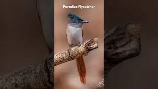 Flycatchers: Ultramarine Flycatcher Verditer Flycatcher Red-breasted Flycatcher Paradise Flycatcher
