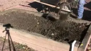 Planting Fall Garlic