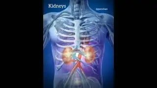 Light Language - Kidneys - Garz Chan
