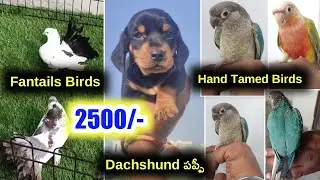 dachshund puppy ,Fantails,Hand tamed birds for sale /9063360866 /aj pets