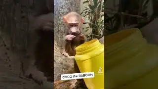 Coco the Baboon - one of the rescued baby baboons