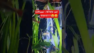diffuser II glass diffuser II co&sup2; mixing process #planted aquarium #shorts #short #youtubeshorts