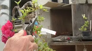3年かけて枝垂れにしたツツジ