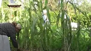 גינון קהילתי. רחובוטיוי. המרכז לתקשורת רחובות
