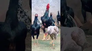 Aseel breeder murgha or murghiyan #aseelmurga #birds