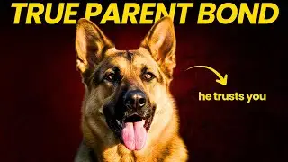 10 Signs Your German Shepherd Thinks You&rsquo;re Their Parent