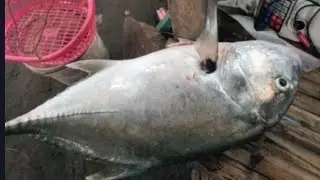 GIANT TREVALLY FISH ON😱😱😱