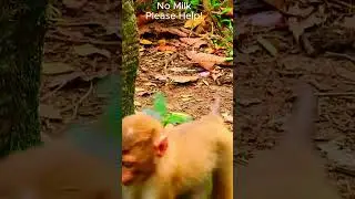 Nori and Sheba, she is new one here.!!!#monkey #leomonkey #Aniamals #wildlife