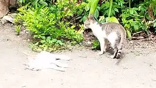 Cat play the bugtod❤️