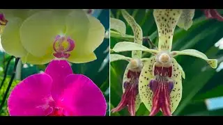 Beautiful colorful flowers: A Visual Journey into Nature's Wonders😍🌺